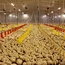 steel structure poultry house