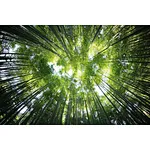 Why bamboo is a good choice for the cosmetic packaging industry?