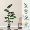 green tea plants for sale