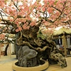 faux plant,cherry blossom artificial tree
artificial cherry blossom trees
artificial cherry tree
cherry blossom tree artificial
artificial cherry blossom tree
fake cherry blossom plant
faux cherry blossom tree
fake cherry tree
fake cherry blossom tree
che