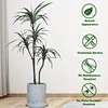 Artificial Dracaena Plant