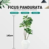 artificial ficus pandurate