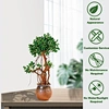 Fake ficus tree