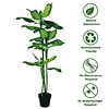 dieffenbachia