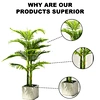 areca trees