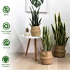 artificial agave