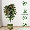 easy to care plants