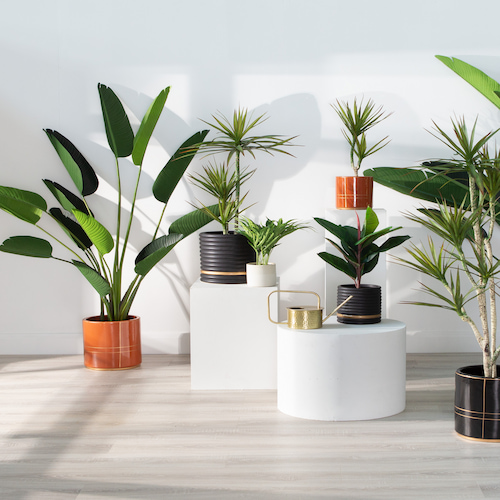 WHY ARTIFICIAL PLANTS IS A BETTER OPTION VS LIVE PLANTS