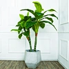 Artificial  Dieffenbachia Plant