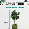 Decorative Apple Tree