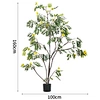 Artificial Piptanthus