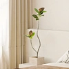 Ficus Tree