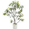 Chinese scholar tree
