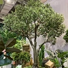 Olive Tree