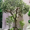 Leading artificial plants manufacturers Haihong tree faux olive tree large artificial olive tree
