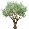 dry tree for decoration