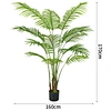 areca palm