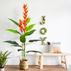 bird of paradise for sale