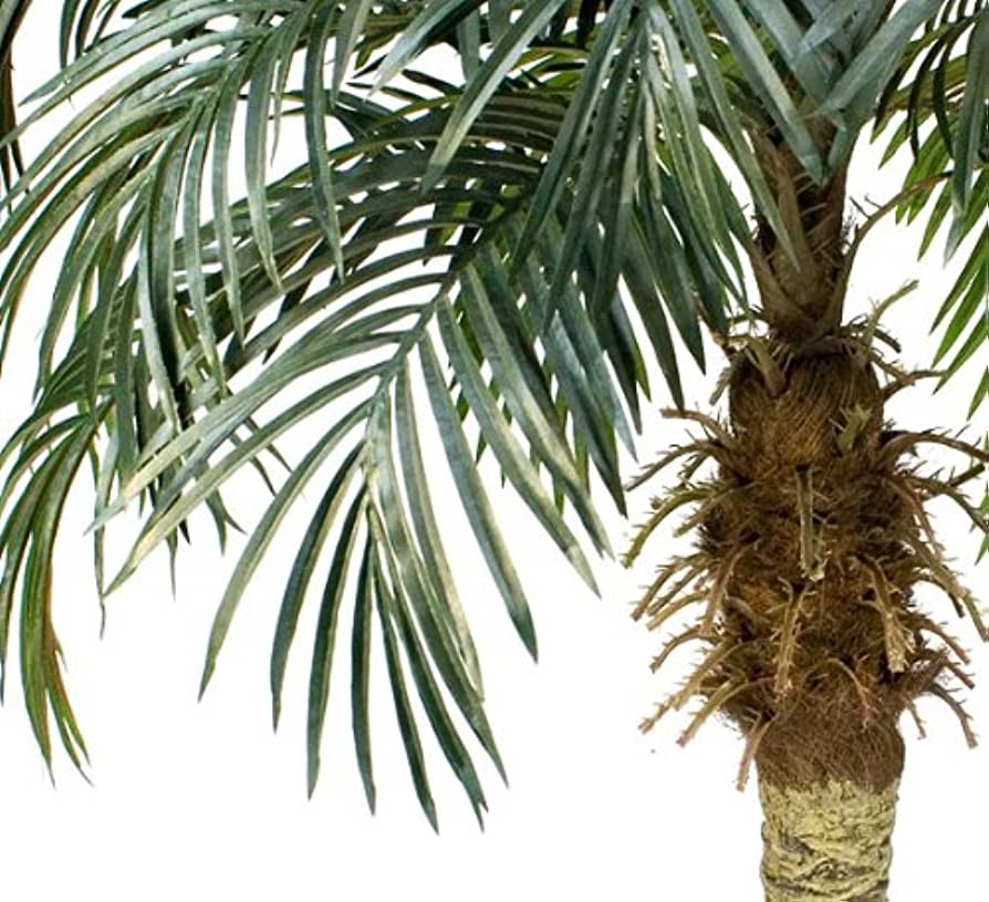 Why Haihong tropical trees spread all over the world