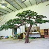 artificial pine tree， outdoor artificial pine trees
artificial outdoor pine trees
artificial pine trees for outside
fake alpine trees， artificial pine tree branches
fake pine tree branches
alpine trees artificial
artificial alpine tree