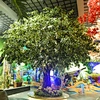 Artificial Large Ficus， artificial ficus tree 6ft
72 artificial ficus tree
6 ft artificial ficus tree
repurpose artificial ficus tree
white ficus tree artificial
artificial ficus tree 7ft
6 foot artificial ficus tree
6ft ficus artificial trees for indoor