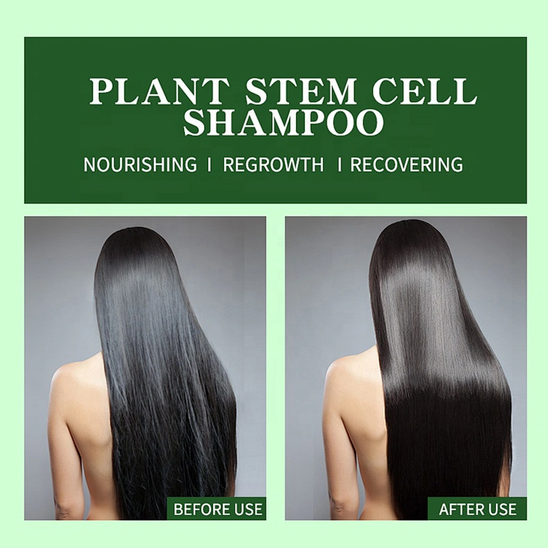 Private label Hair Wash regrowth Anti Loss Repair Organic Herbal Olive Oil Plant Stem Cell Shampoo