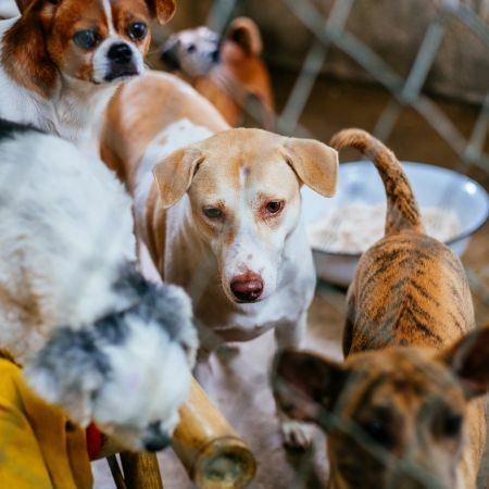 Pet Vending Machines and Aid for Stray Dogs Loving care for life
