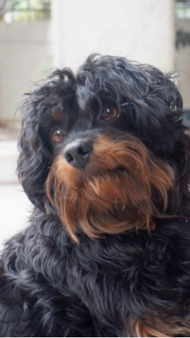 Pet Vending Machines and Aid for Stray Dogs Loving care for life