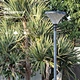 big diamond led solar yard lamp exporter