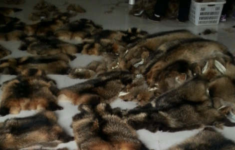 Fur Stripe and Fur Collars Eslt