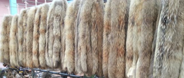 Fur Stripe and Fur Collars Eslt
