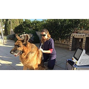 2024 Class 4 Medical Veterinary Laser Therapy for Horse Dog Pain Physical Therapy Equipment