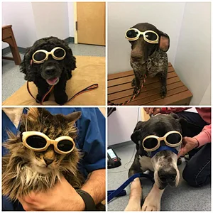 2024 New Veterinary Use High Power Class IV Pain Relief Laser Therapy Device