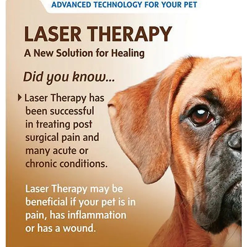 2024 Class 4 Medical Veterinary Laser Therapy for Horse Dog Pain Physical Therapy Equipment