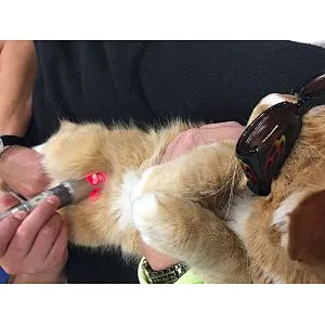 Pain Therapy Veterinary Surgery Laser 30w 980nm Class 4 Laser Physiotherapy Equipment
