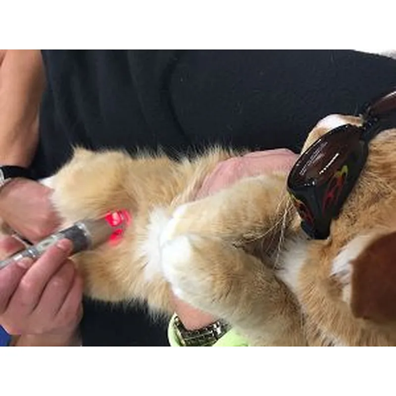 Pain Therapy Veterinary Surgery Laser 30w 980nm Class 4 Laser Physiotherapy Equipment