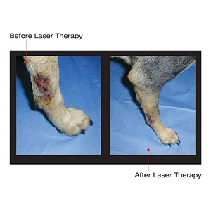 Low Level Therapy Veterinary Vet Laser for Pain Relief and Healing in Pets and Larger Animals