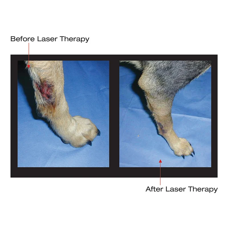 Low Level Therapy Veterinary Vet Laser for Pain Relief and Healing in Pets and Larger Animals