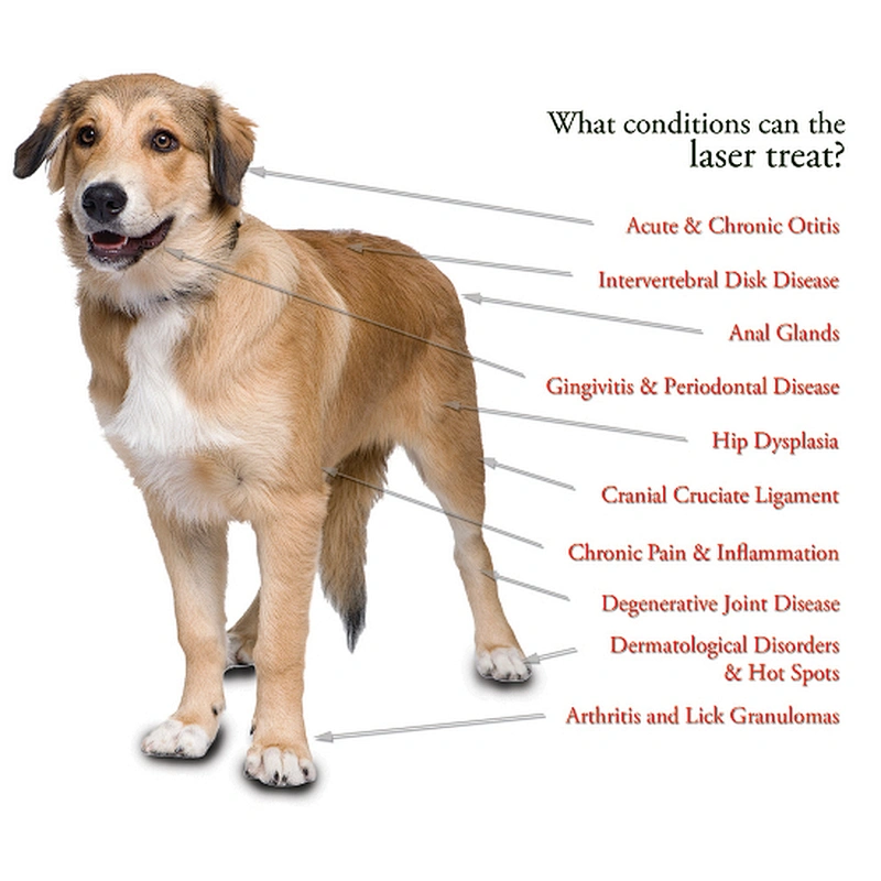 2024 New Veterinary Use High Power Class IV Pain Relief Laser Therapy Device