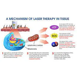 2024 New Veterinary Use High Power Class IV Pain Relief Laser Therapy Device