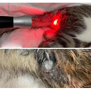 2024 New Veterinary Laser Equipment Laser Therapy for Dogs Anti-inflammation