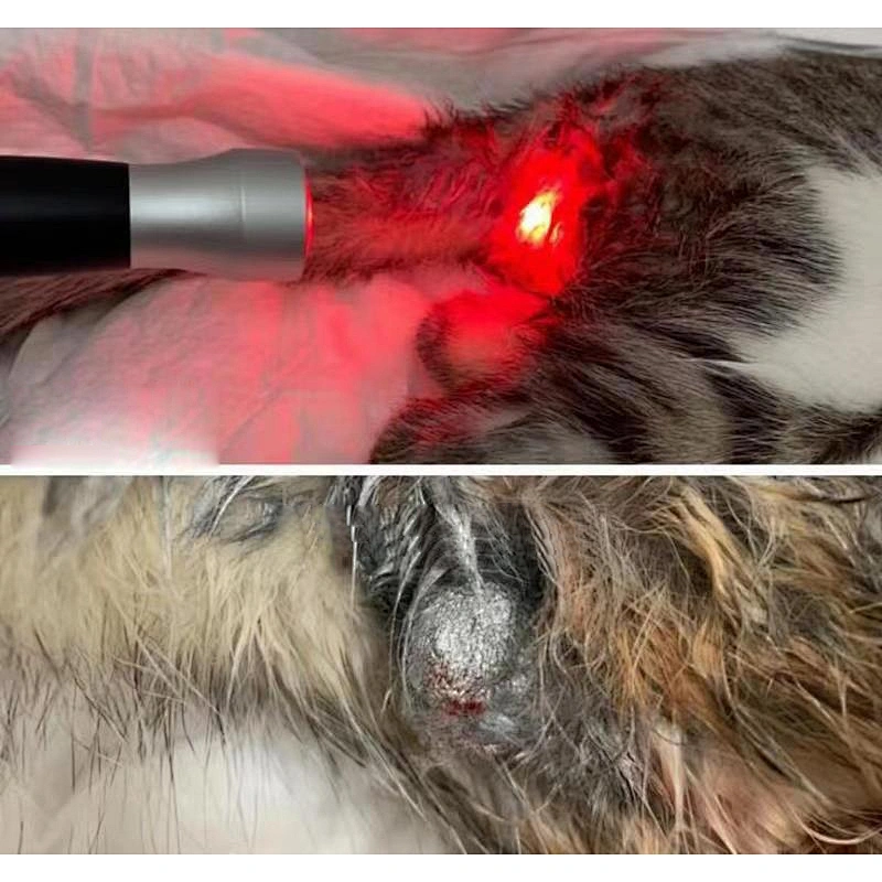 2024 New Veterinary Laser Equipment Laser Therapy for Dogs Anti-inflammation