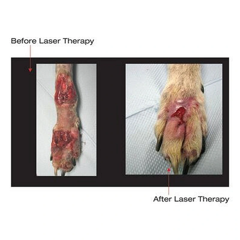 980nm Veterinary Class 4 Laser Machine