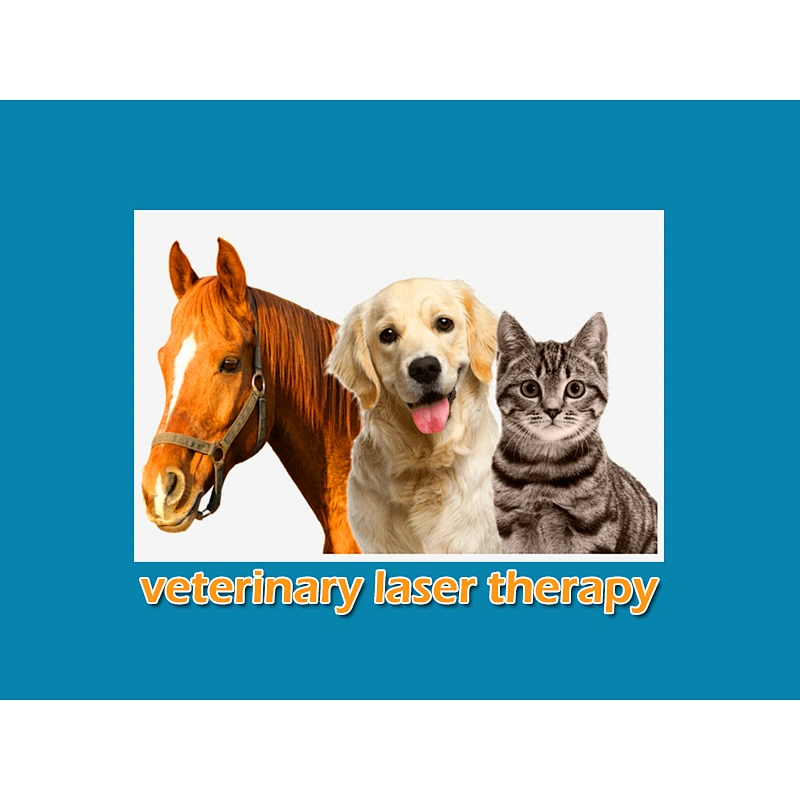 High Power 60W 980nm Diode Class Iv Vet Laser Therapeutic Veterinary Laser Physiotherapy for Animal and Pet Pain Physiotherapy