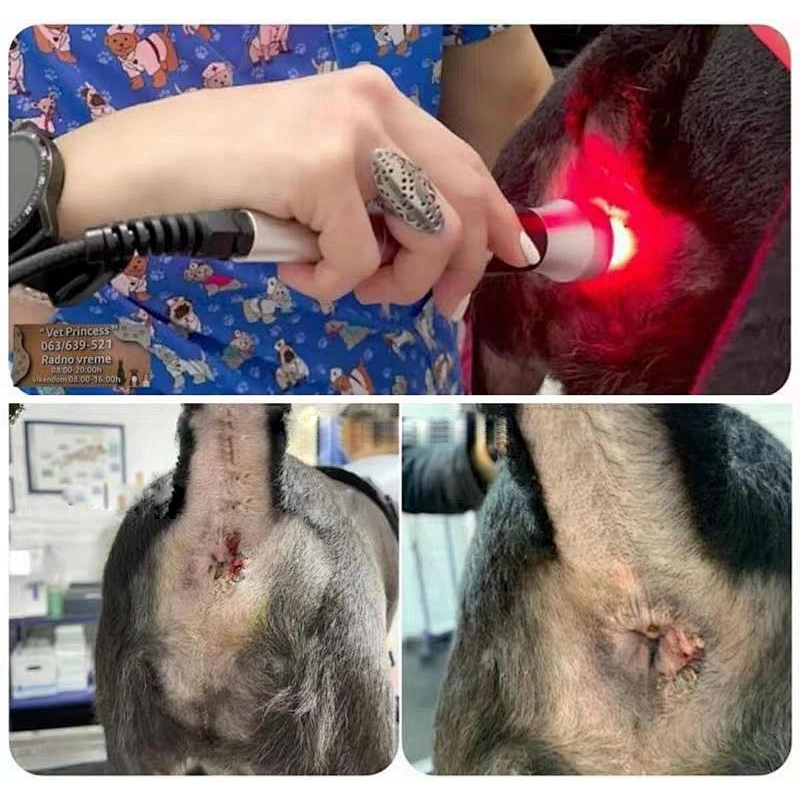 Low Level Therapy Veterinary Vet Laser for Pain Relief and Healing in Pets and Larger Animals
