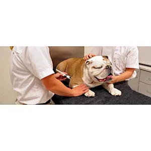 2024 New 980nm High Power Laser Vet Laser Therapy Surgical Laser Veterinary Machine