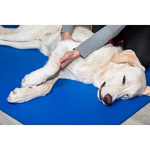 Veterinary Surgery Laser 30w 980nm Class 4 Laser Animal Treatment
