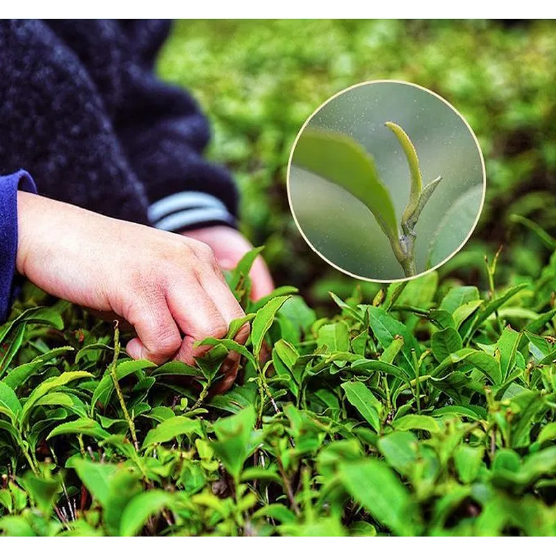 Chinese Tea Polyphenols