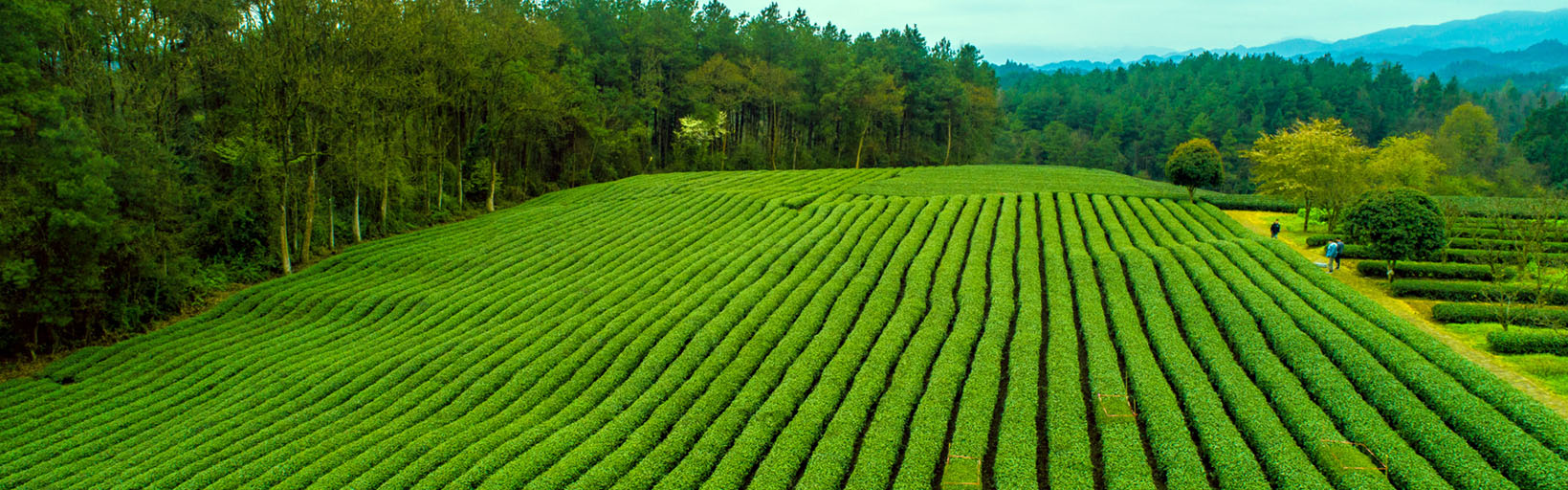 Tea Garden Adoption