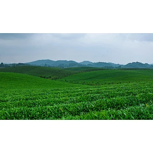 Tea Garden Adoption